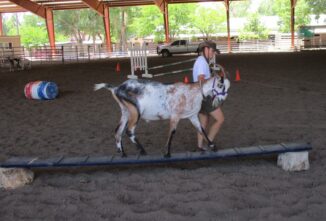 Trail Class: The Obstacle Course